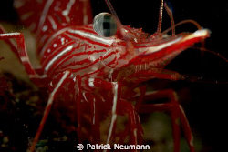 dancing cleaner shrimp, no crop, taken with Canon 400D/Hu... by Patrick Neumann 